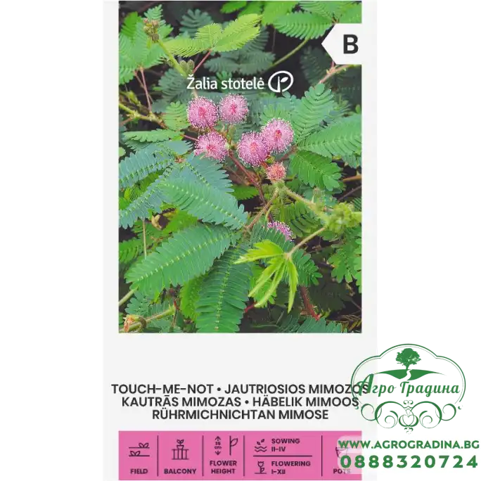 Срамежлива Мимоза Mimosa pudica L