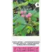 Срамежлива Мимоза Mimosa pudica L – Саксийни и градински цветя