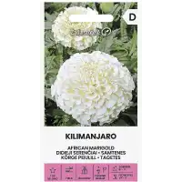 Тагетес Килиманджаро Tagetes erecta L.