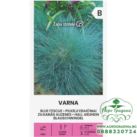 Декоративна трева Varna Festuca ovina Glauca