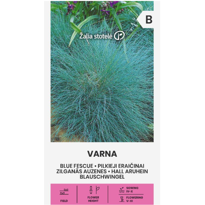 Декоративна трева синя  / Festuca ovina Glauca Varna