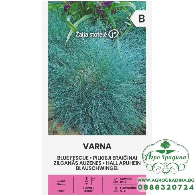 Декоративна трева Varna Festuca ovina Glauca Декоративна трева Varna Festuca ovina Glauca