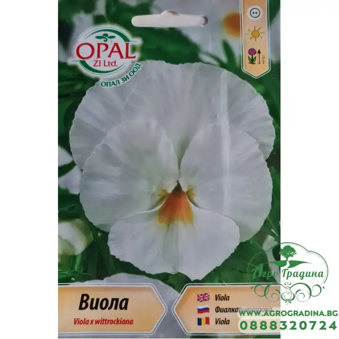 Виола Бяла Viola x wittrockiana