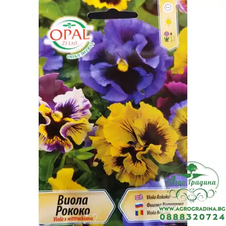 Виола Рококо Viola x wittroskiana