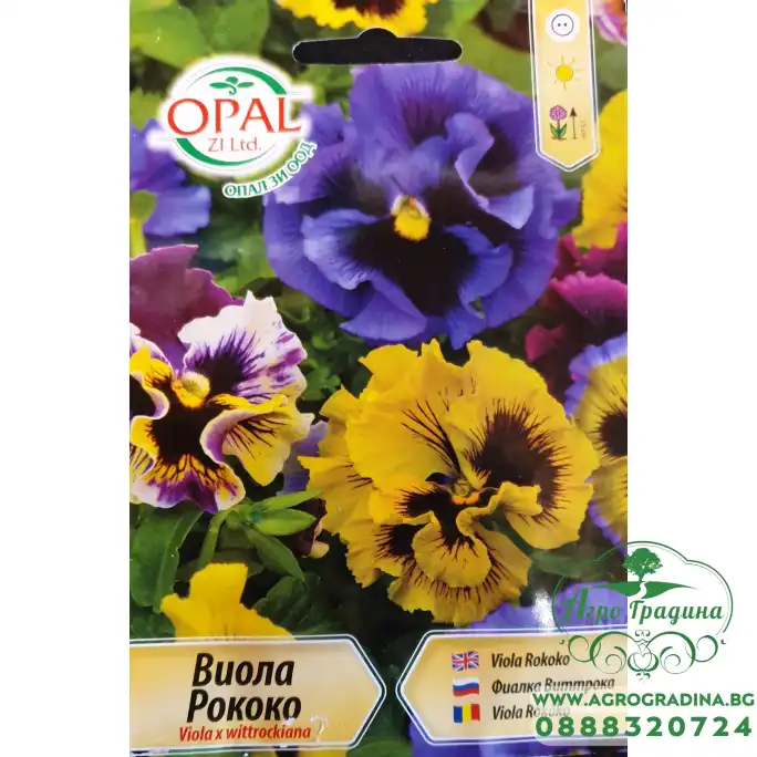 Виола Рококо Viola x wittroskiana