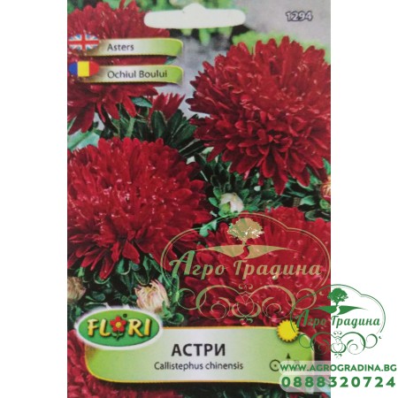 Астри, Богородички Паеони червени