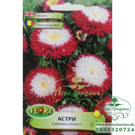 Астри Помпон червено с бяло