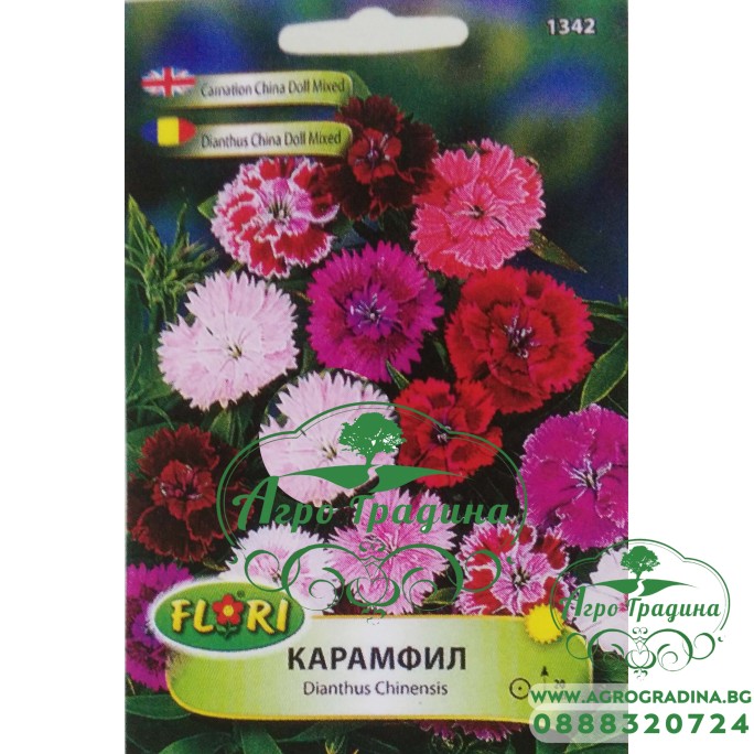 Карамфил мини Чайна Дол