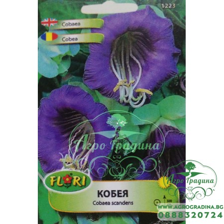 Кобея лилава