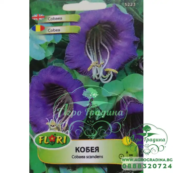 Кобея лилава