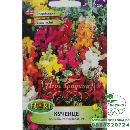 Кученце / Antirrhinum majus nanum