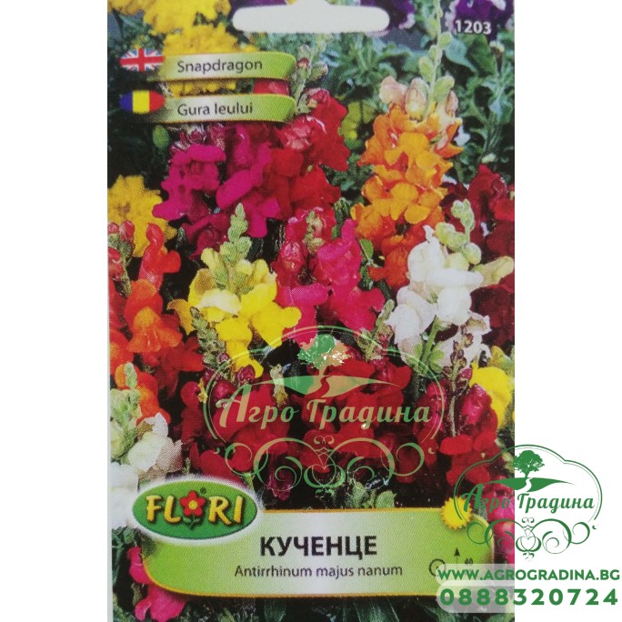 Кученце / Antirrhinum majus nanum