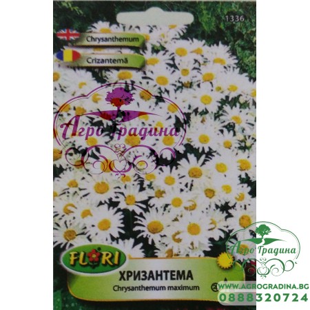 Семена за бяла Хризантема