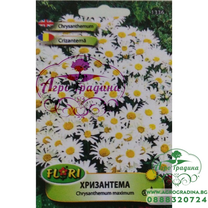 Семена за бяла Хризантема