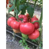 Домати Афен F1