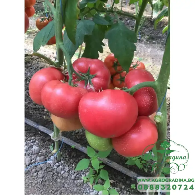 Домати Афен F1