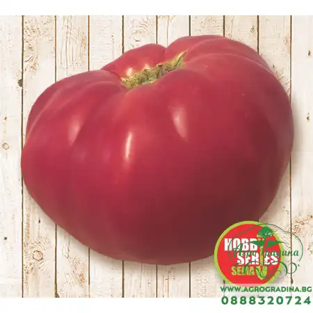 Домат Розов Хасковски