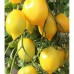 Домати Цитрина (лимонови) / Citrina