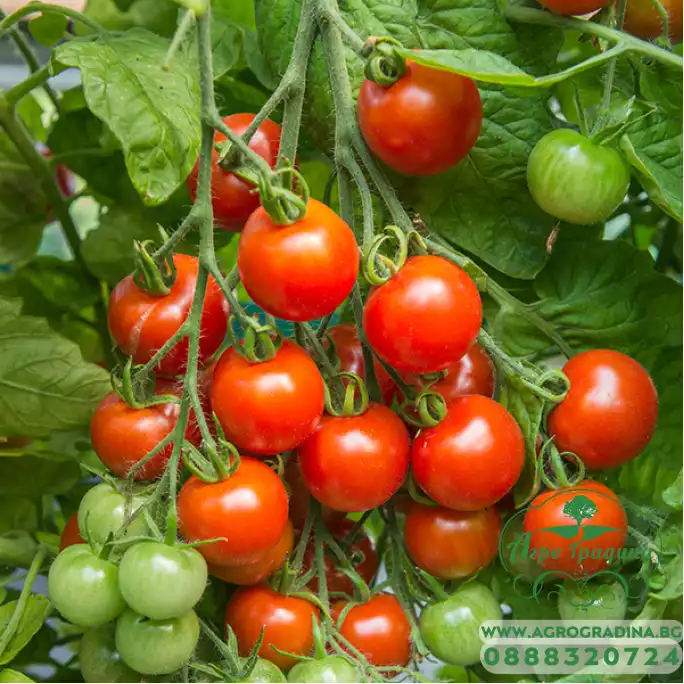 Чери Домати Гарденерс Делайт / Gardener`s Delight