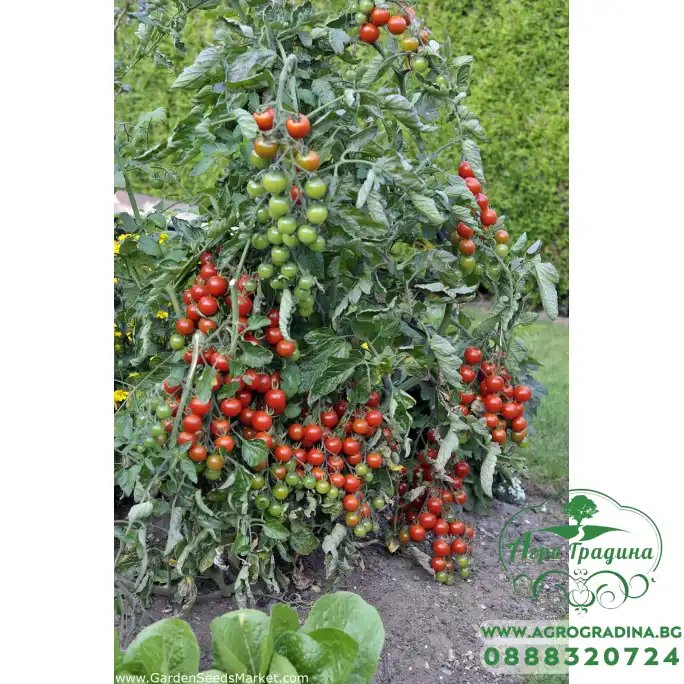 Чери домати червени (перлички) / Gartenperle