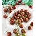 Чери домати Черни (Блек чери) / Bleck Cherry