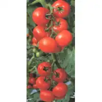 Домати Балкан F1