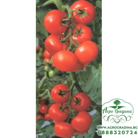 Домати Балкан F1