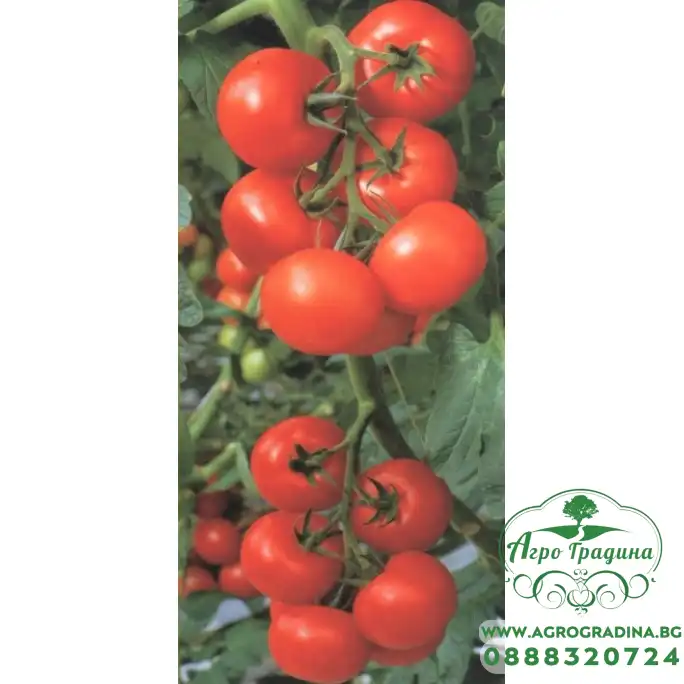 Домати Балкан F1 Домати Балкан F1
