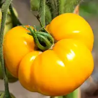 Домат брендиуайн йелоу