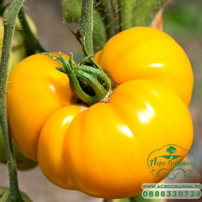 Домат брендиуайн йелоу