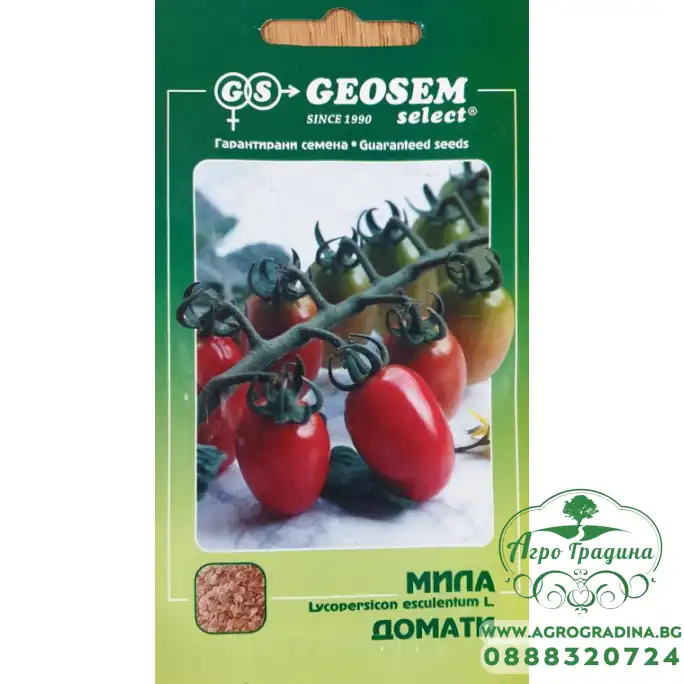 Домат чери Мила