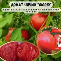 Домат розов гигант Чичио Ciccio