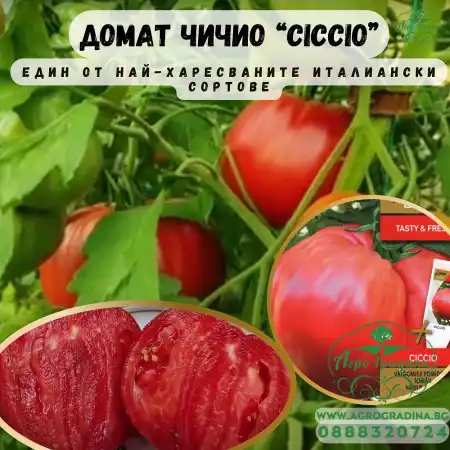 Домат розов гигант Чичио Ciccio
