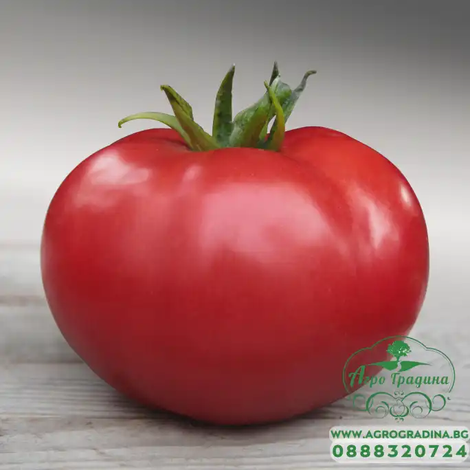 Домати Зерси F1