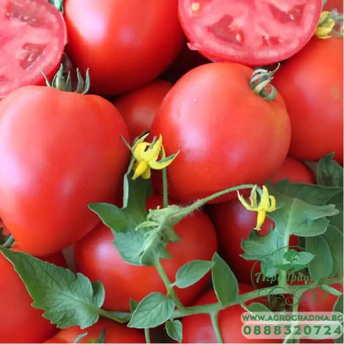 Домати Армира F1 - 50бр семена