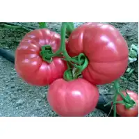 Домати Пинк Рок F1