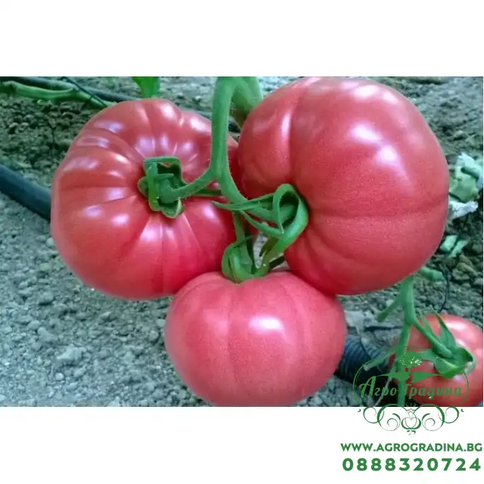 Домати Пинк Рок F1