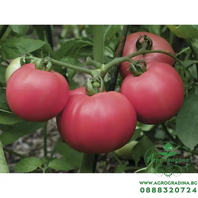 Домати Торбай F1
