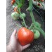Възвръщане на Българският вкус домати - домат Момини сълзи