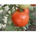 Домати Наслада F1
