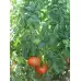 Домати БГ Фантазия