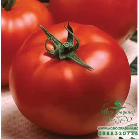 Домати Оптима F1