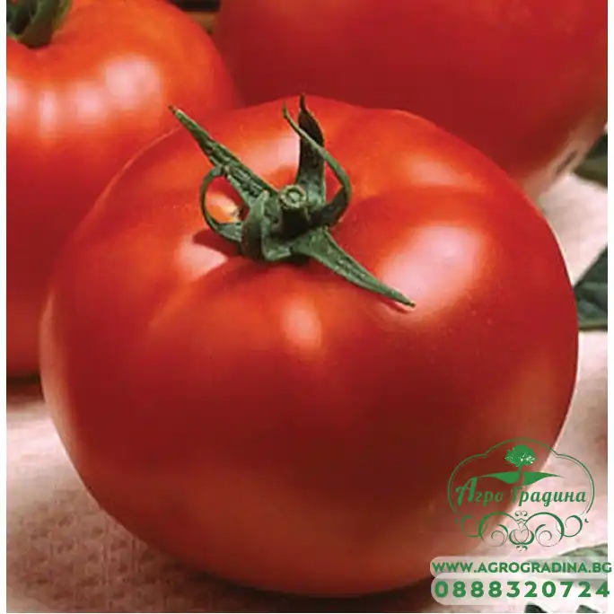 Домати Оптима F1