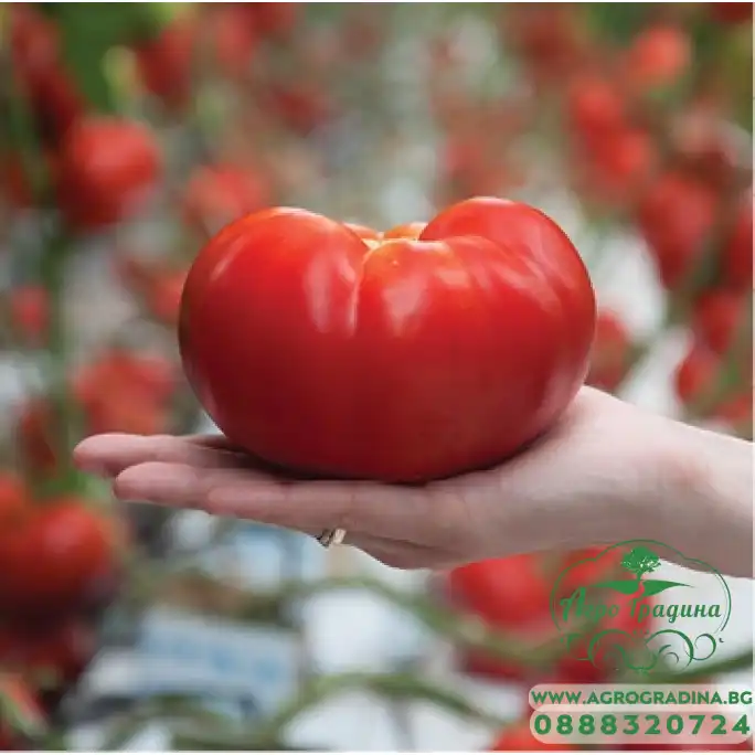 Домати Панекра F1