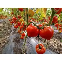 Домати Прекос F1