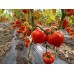 Домати Прекос F1