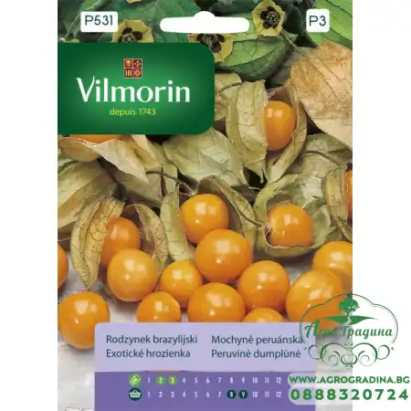 Физалисът (Physalis peruviana)