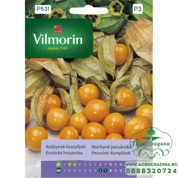 Физалисът (Physalis peruviana)