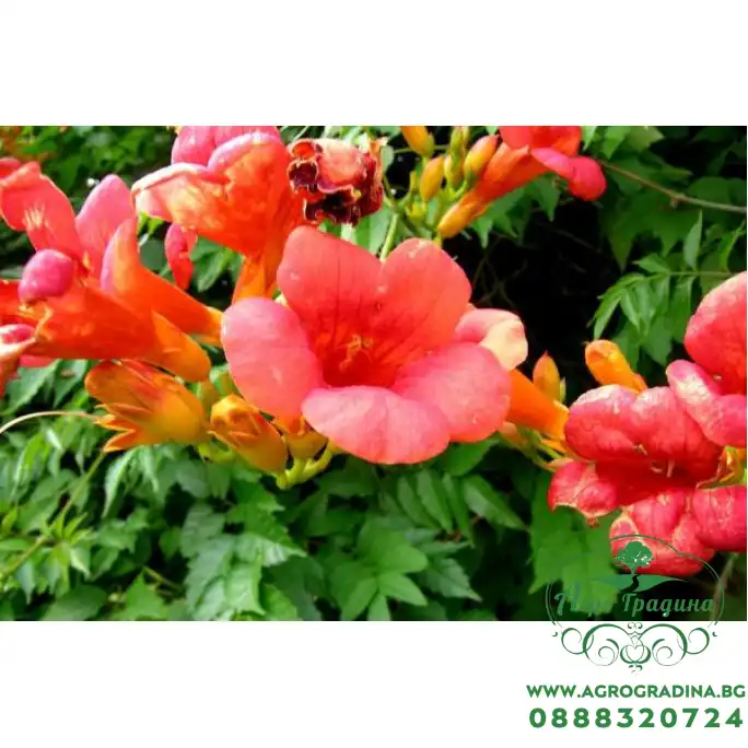 Кампсис (Тромпетно цвете)