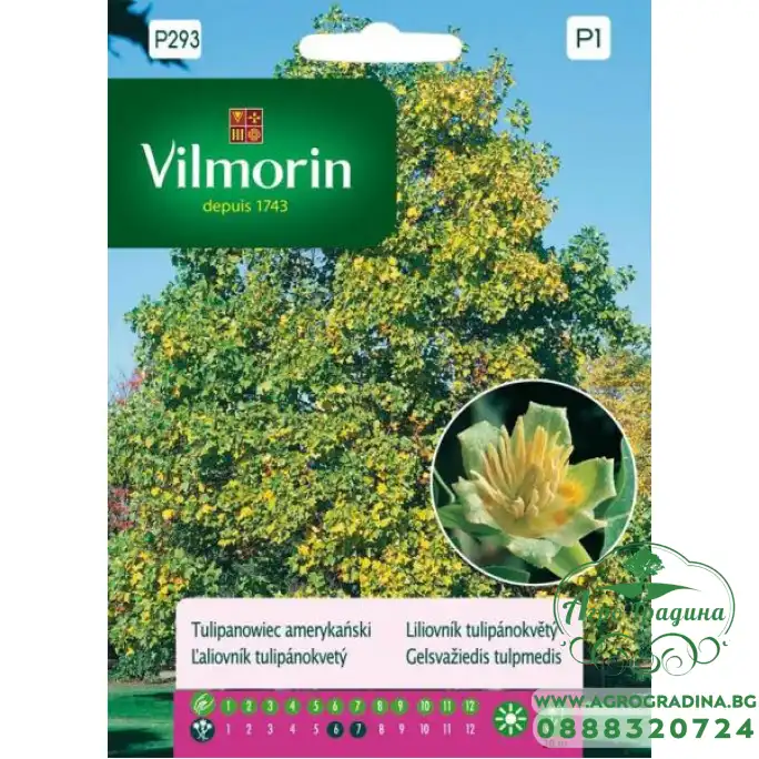 Семена за Лирово дърво (дърво лале) - Liriodendron tulipifera